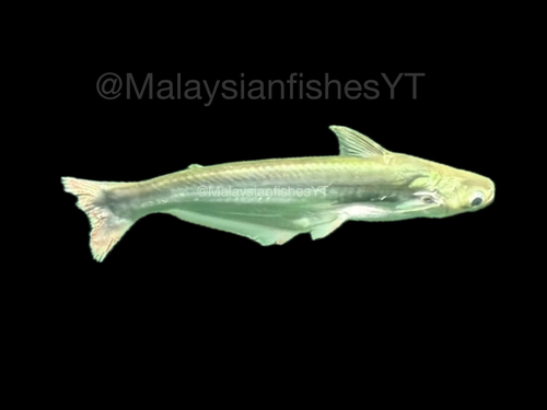 Pangasius polyuranodon