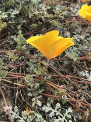 Eschscholzia californica maritima