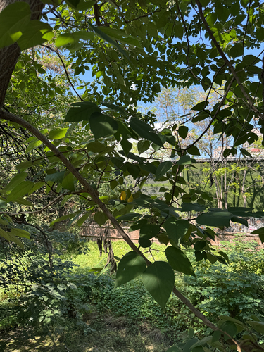 Paper mulberry