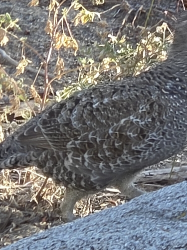 iNaturalist observation photo of Sooty Grouse