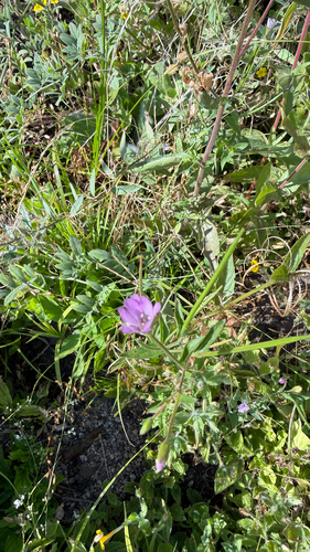 iNaturalist observation photo of Rockfringe Willowherb