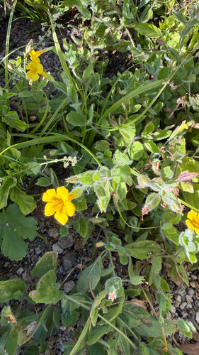 iNaturalist observation photo of musk monkeyflower