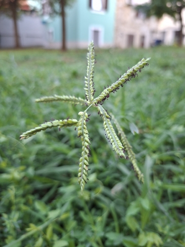Dallis grass
