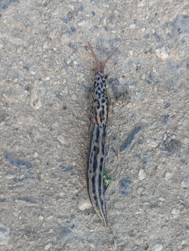 Leopard Slug