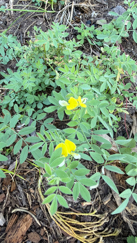 iNaturalist observation photo of streambank bird's-foot trefoil