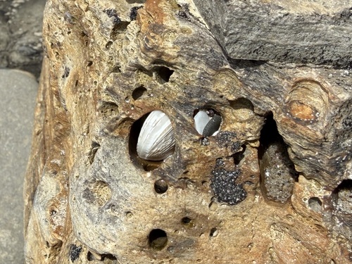 iNaturalist observation photo of Imparidentia