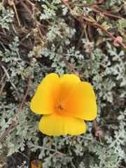 Eschscholzia californica maritima