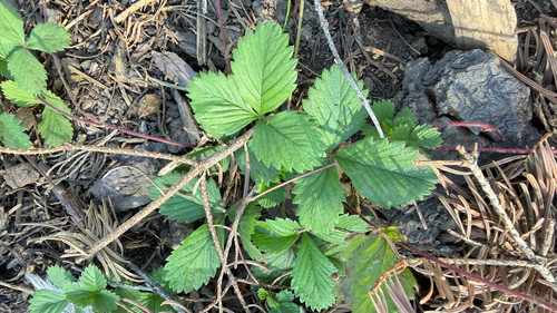 iNaturalist observation photo of woodland strawberry
