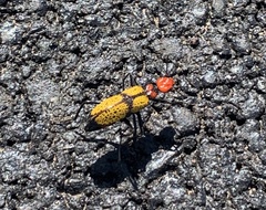 Tegrodera aloga