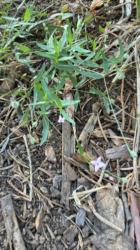 iNaturalist observation photo of milk kelloggia