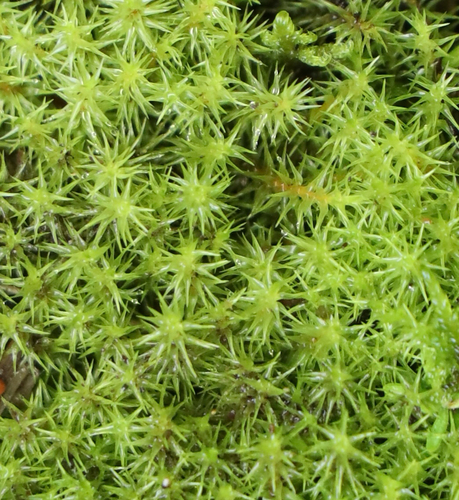 Diobelonella palustris observed 2026-09-12