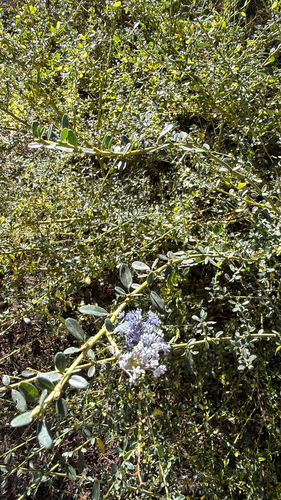 iNaturalist observation photo of Littleleaf Ceanothus