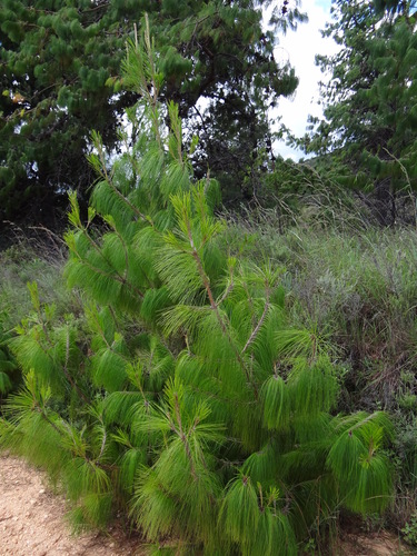 Jelecote pine