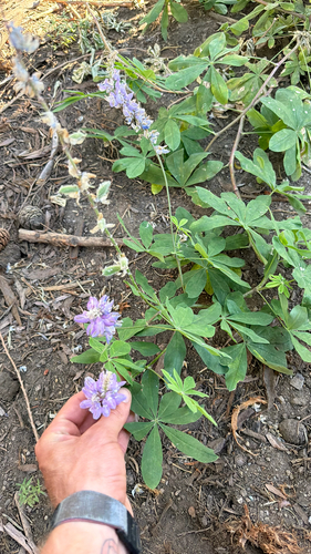 iNaturalist observation photo of Broadleaf Lupine