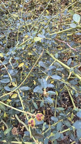 iNaturalist observation photo of Littleleaf Ceanothus