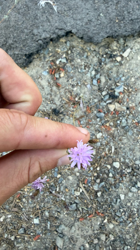 iNaturalist observation photo of Sierra lessingia