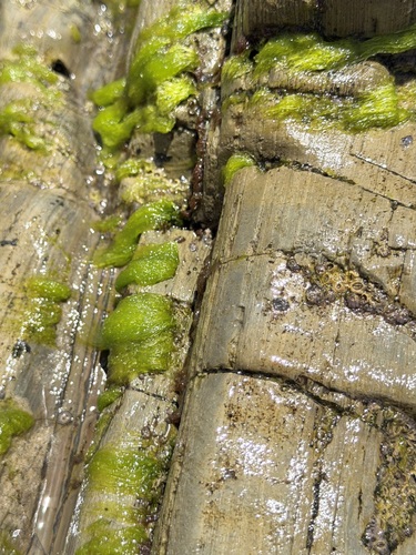 iNaturalist observation photo of Sea Lettuces