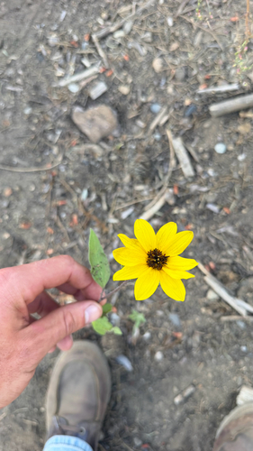 iNaturalist observation photo of prairie sunflower