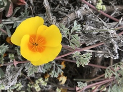 Eschscholzia californica maritima