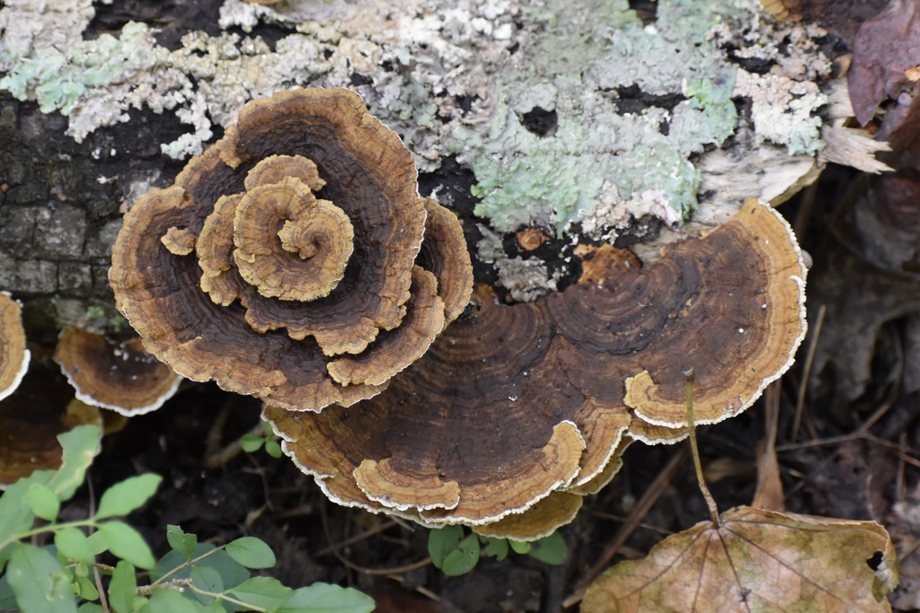 Thin-walled Maze Polypore · September 2026 · photo: Photo: (c) northerly, some rights reserved (CC BY) · iNaturalist