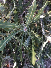 Banksia ashbyi