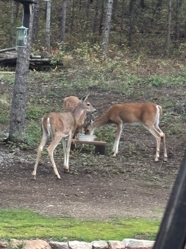 White-tailed Deer
