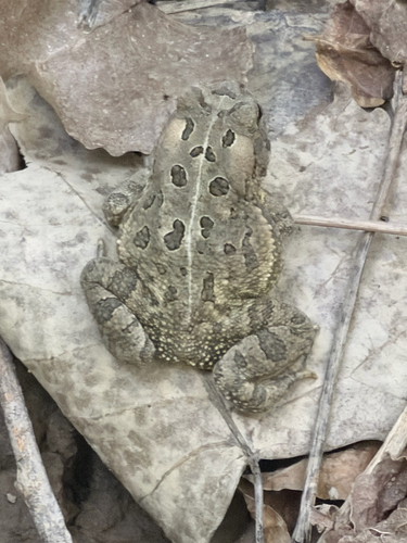 Fowler's Toad observed by kai_the_animal_guy