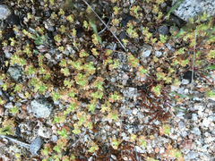 Alchemilla occidentalis
