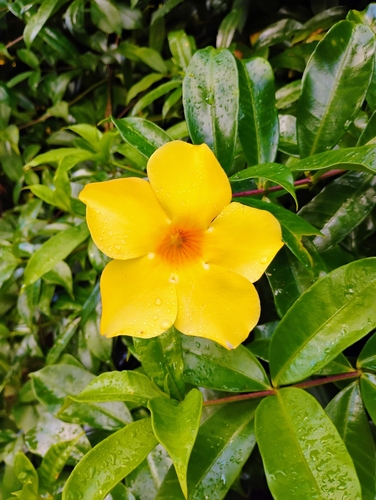 Allamanda cathartica observed 2026-09-14