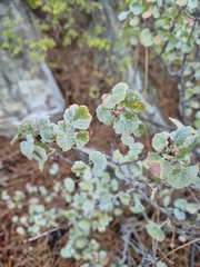 Ribes cereum, photograph (c) Syd Cannings, some rights reserved (CC BY)
