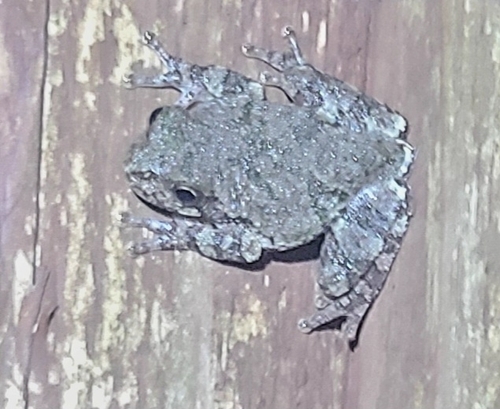 Gray Treefrog