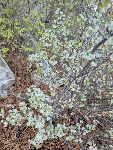 Ribes cereum, photograph 6