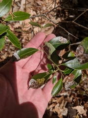 Phytomyza glabricola