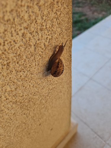 Garden Snail