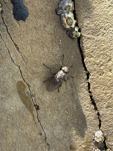 iNaturalist observation photo of Fucellia costalis