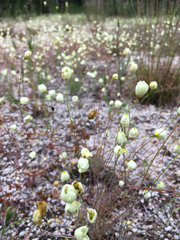 Hesperomecon linearis