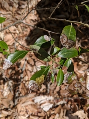 Phytomyza glabricola
