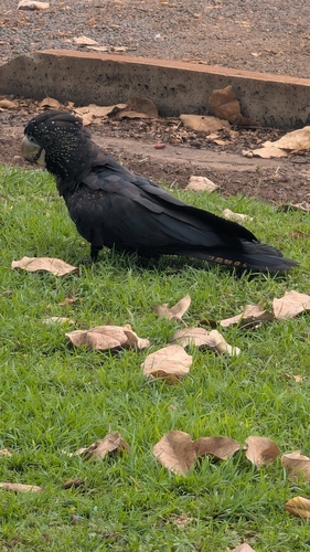 Red-tailed Black Cockatoo