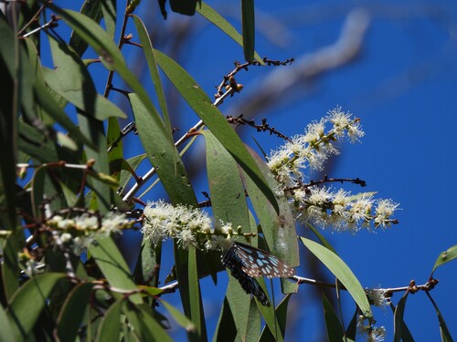 Melaleuca leucadendra observed 2026-09-15