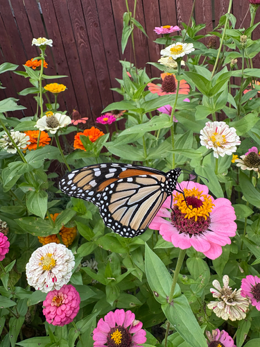 Monarch