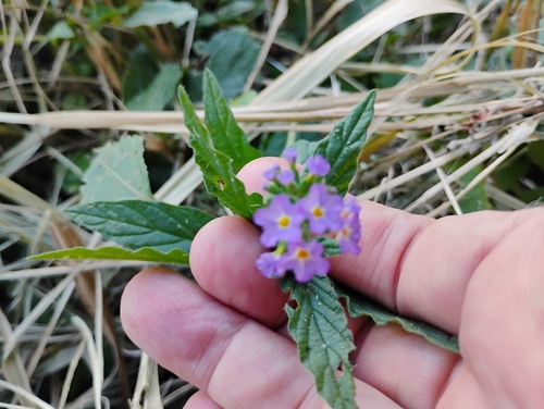Heliotropium amplexicaule observed 2026-09-14