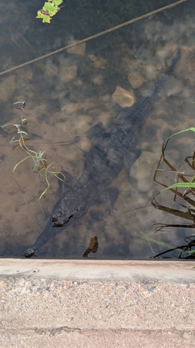Freshwater Crocodile