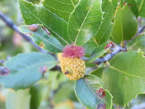 iNaturalist observation photo of Oak Gall Wasps