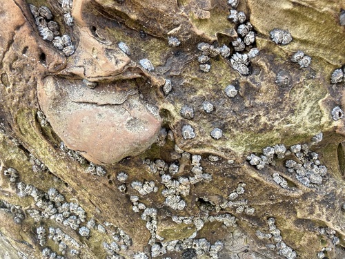 iNaturalist observation photo of Chthamalid Barnacles