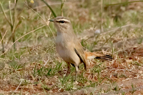 iNaturalist image