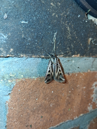 Dingy Cutworm Moth