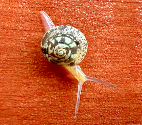 Girdled Snail