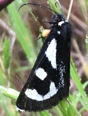 Alypia mariposa