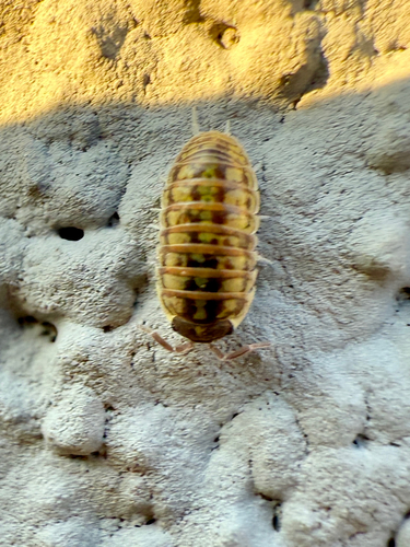 Versicolored Pill Woodlouse