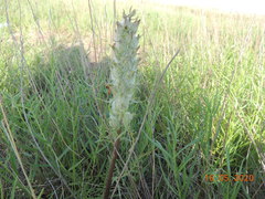 Pedicularis dasystachys